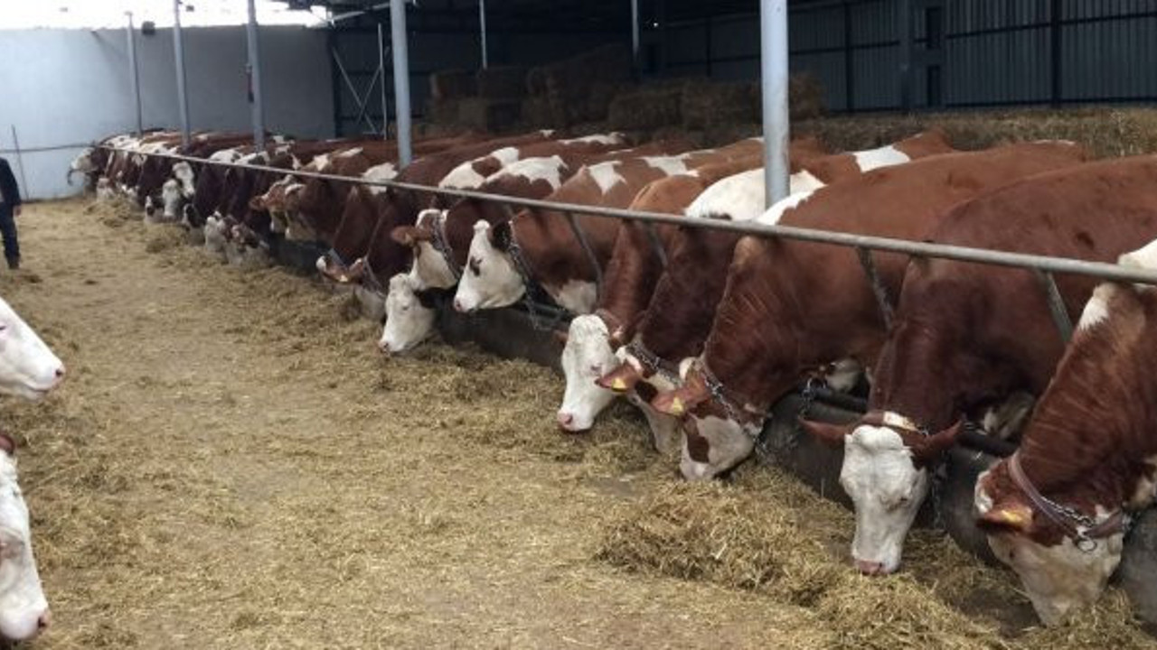 15 bin damızlık ineği kesime gönderdiler!