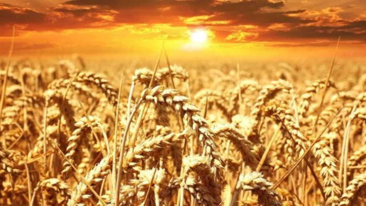 Rusya: "Türkiye'ye buğday sevkiyatı yüzde 40 arttı"