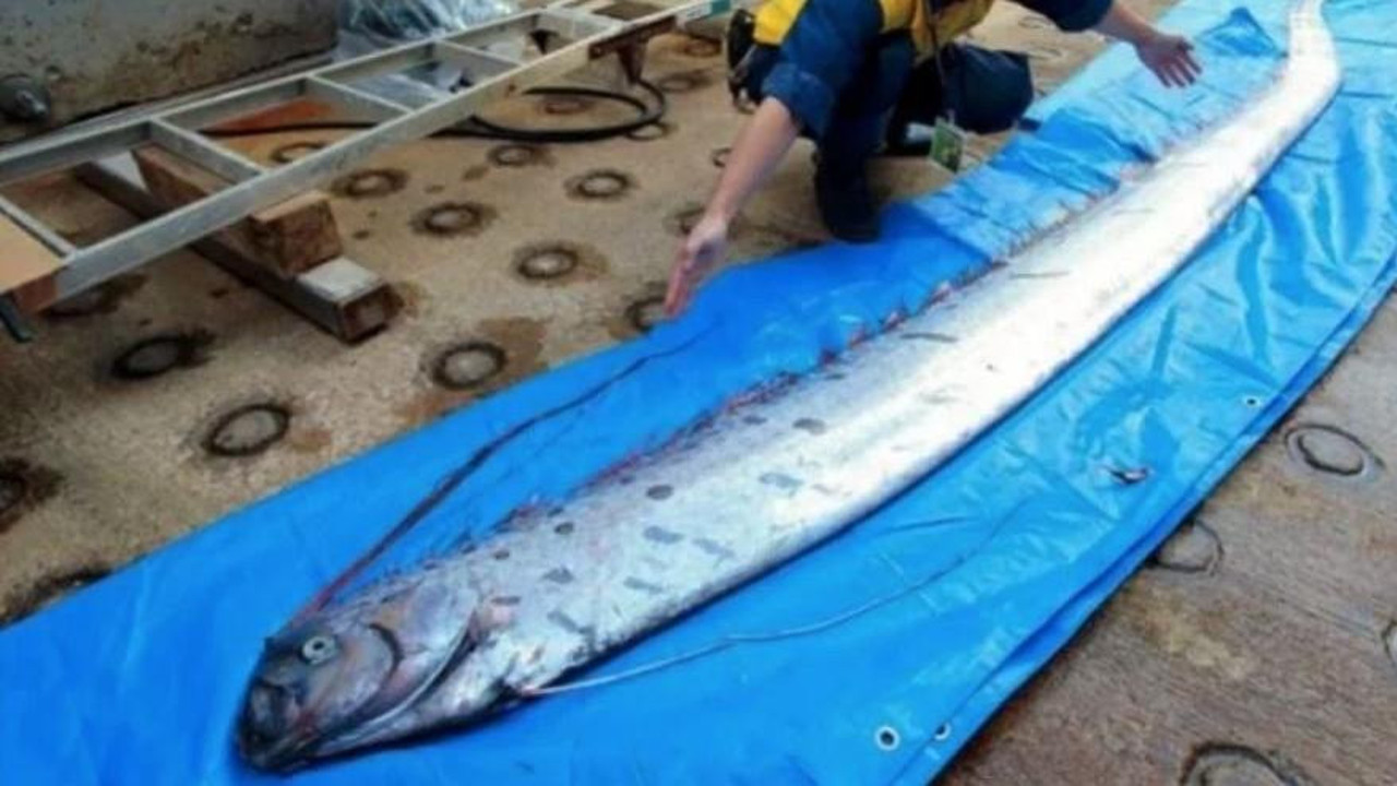 Denizin dibinden depremin habercisi mi çıktı?