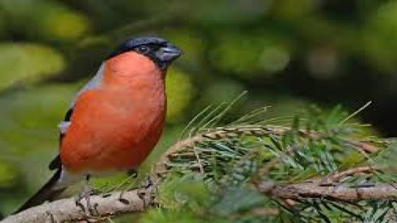 Şehirde yaşayan kuşlar daha zeki!