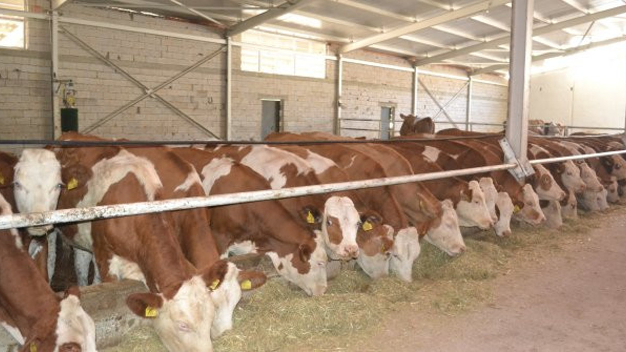 Et ithalatına karşı kurulan merkezler iflasın eşiğinde