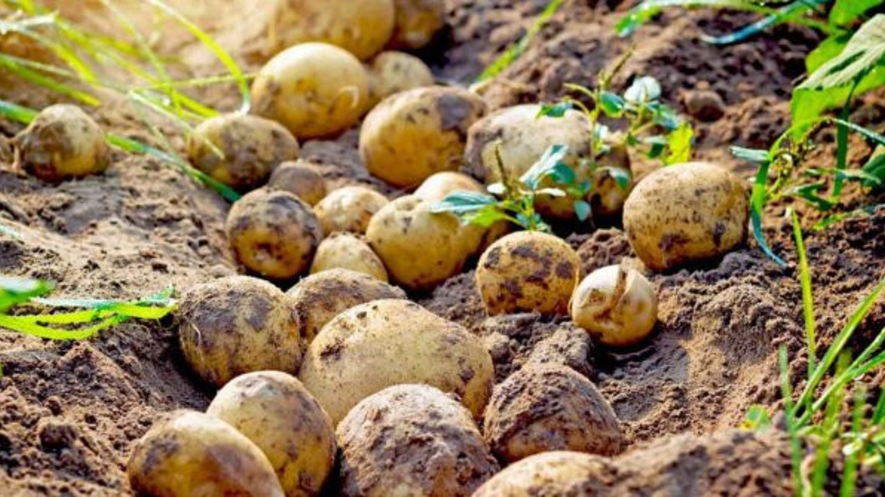 "Depolarda 400 bin ton patates var!"