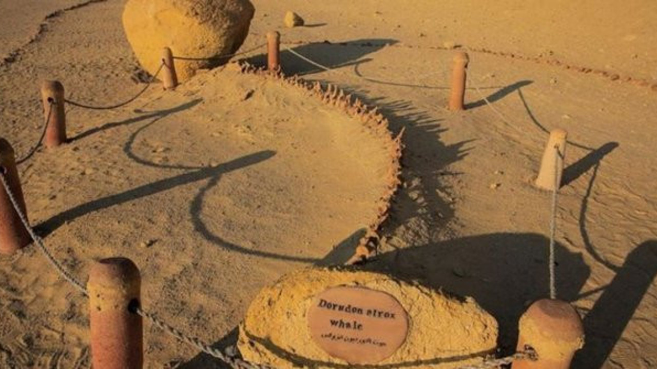 Mısır çöllerindeki 40 milyon yıllık balina fosilleri