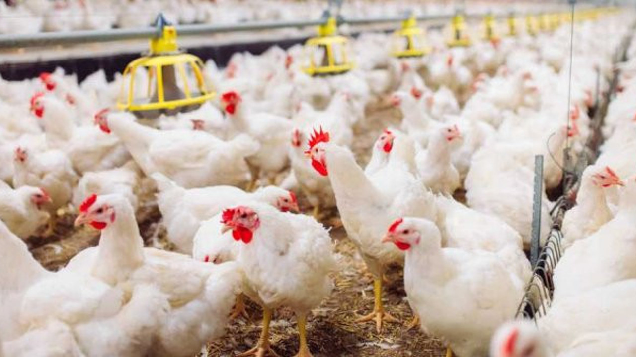 Hızlandırılmış evrimin en kesin kanıtı tavuk