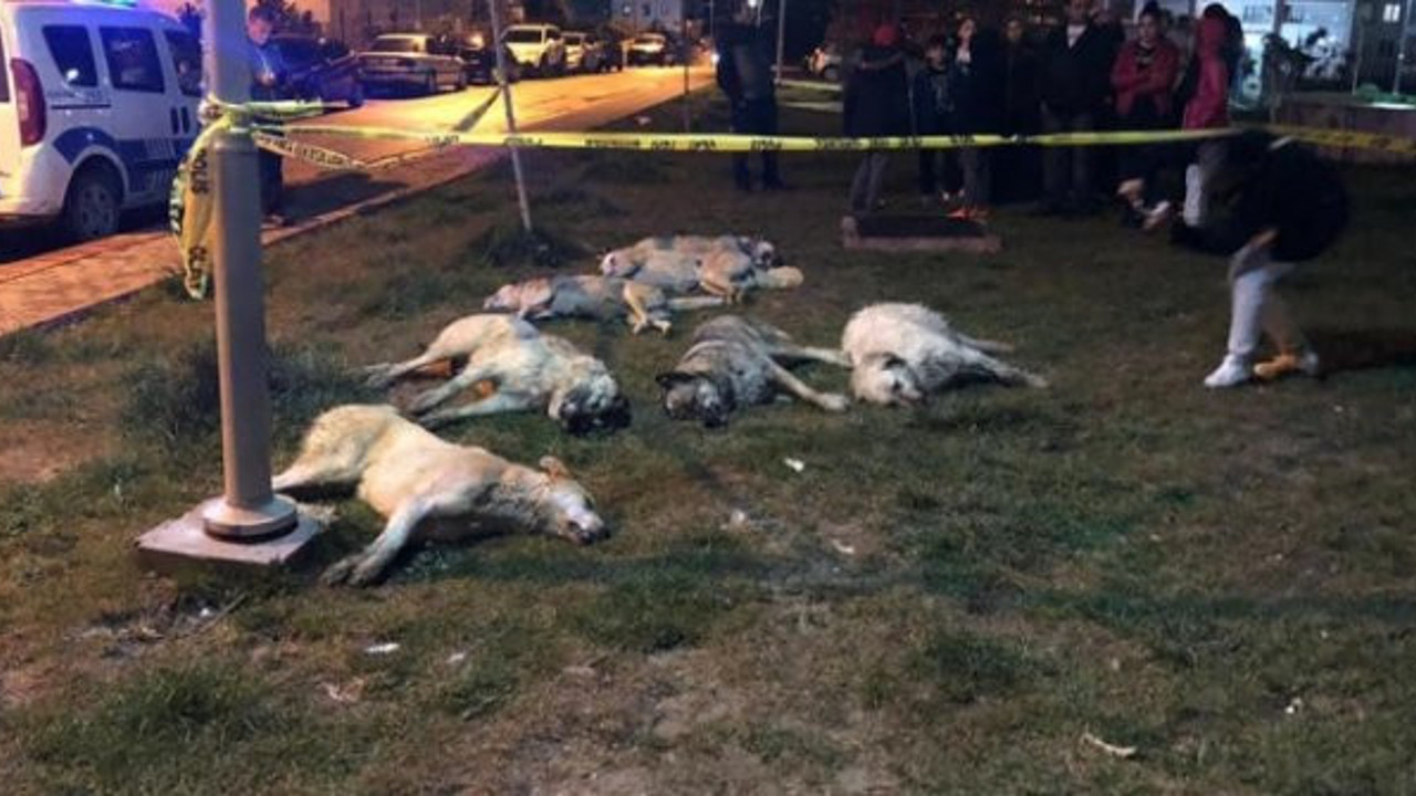 Köpek katliamında yeni gelişme: Serbest kaldılar!