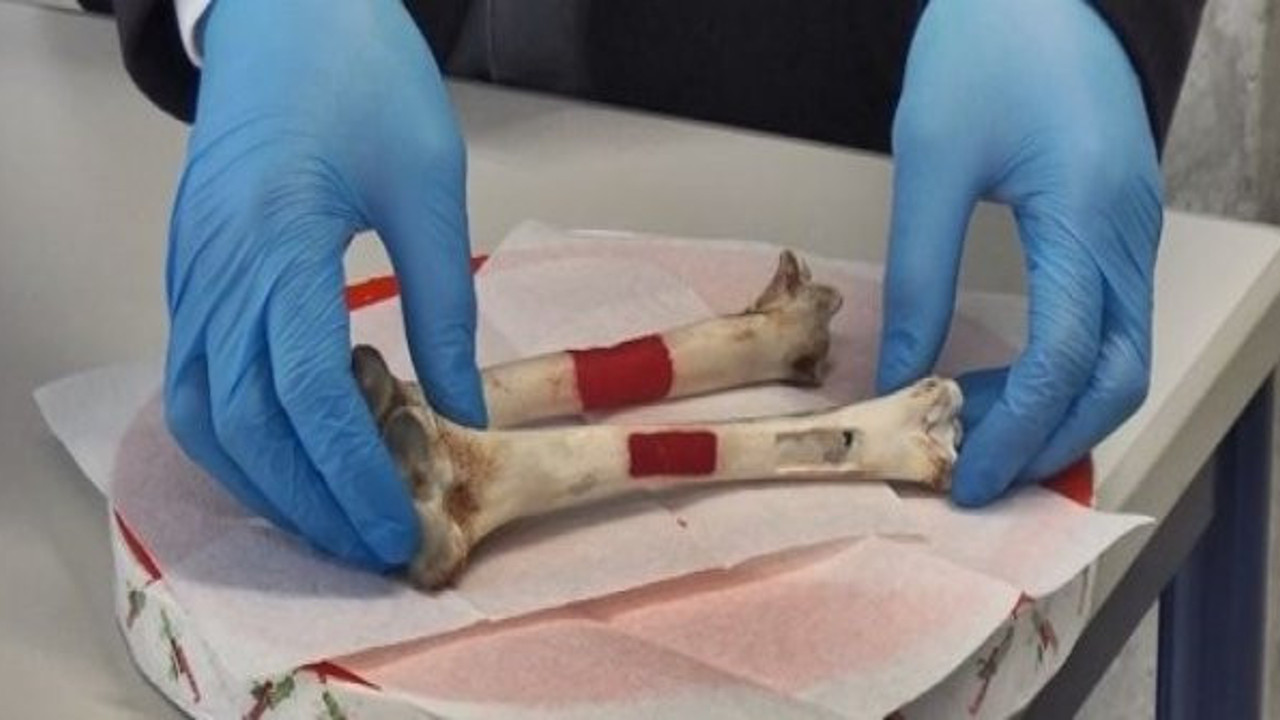 Yapay kemik dokusunu lületaşı ve yumurta kabuğundan üretti