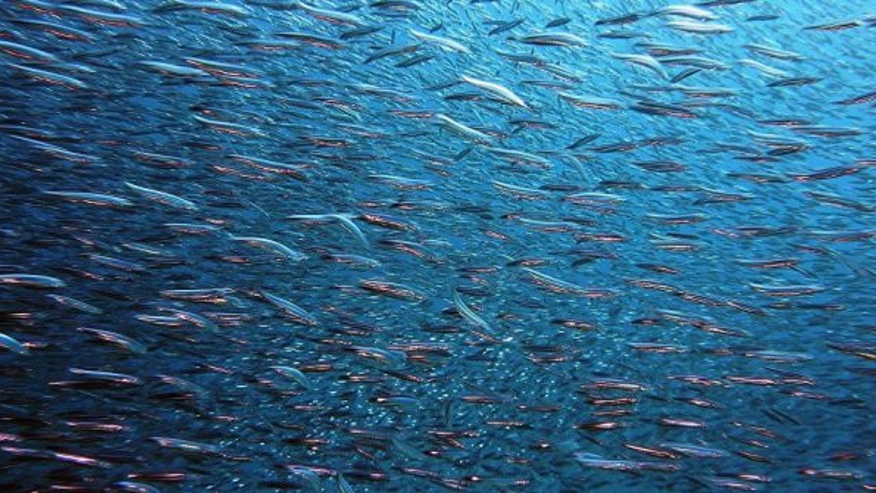 ‘Yağlı balıkların aşırı tüketimi, erken ölüm riskini artırıyor’