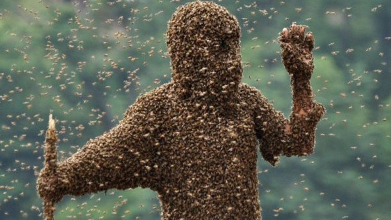 Sultangazi'de arı saldırısı paniği (04 Mayıs 2019)