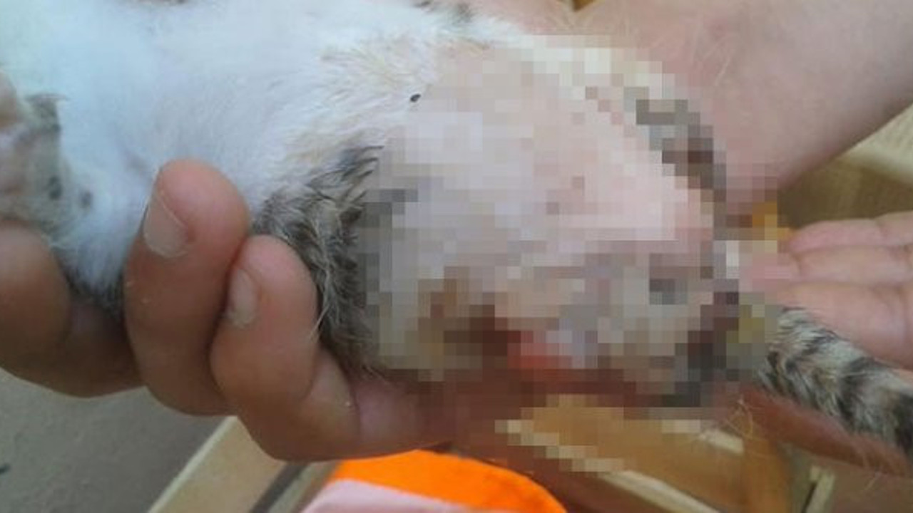 Bacakları kesilmiş yavru kedi yaşam savaşı veriyor