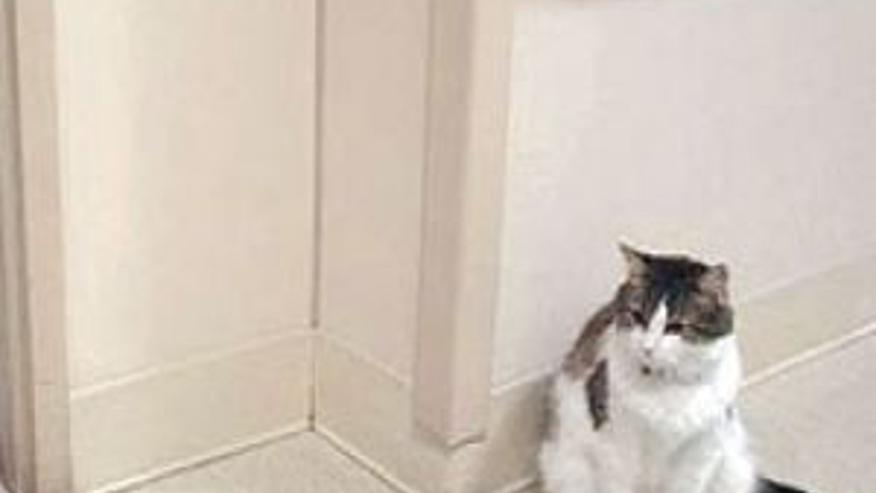 Bu kedi, ölümü yakın olan hastayı biliyor