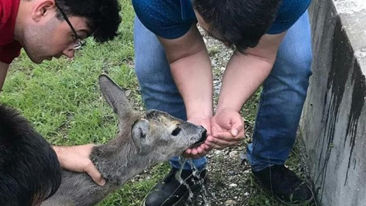 Karaca yavrusunun hayatını çiftçiler kurtardı
