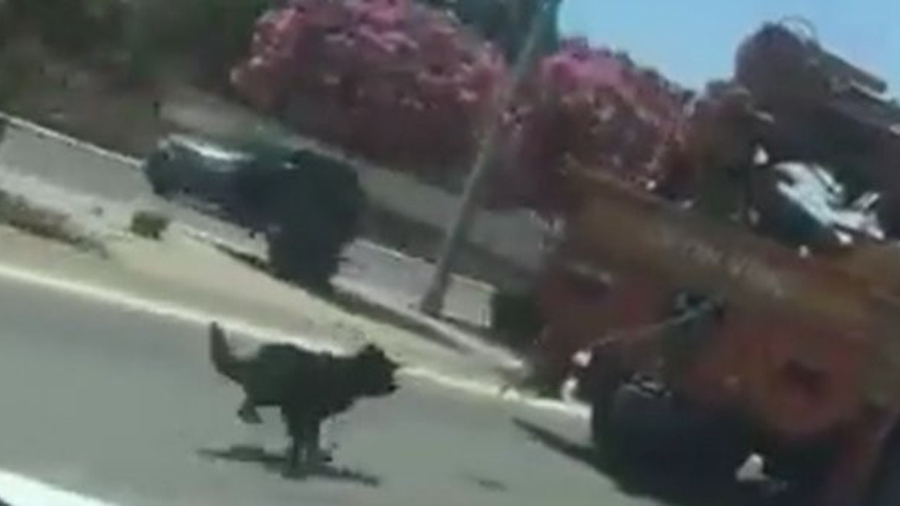 Hayvanseveleri ayağa kaldıran görüntü