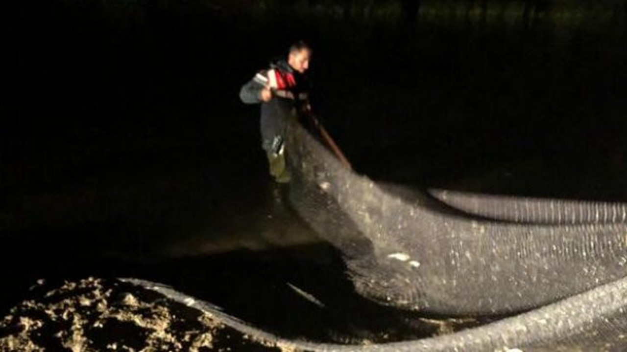 Van'da 11 ton inci kefali yakalandı!