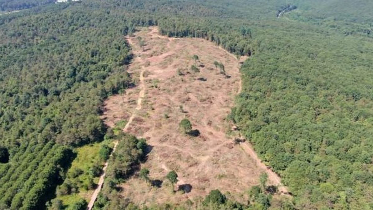 İstanbul'da ağaç katliamı