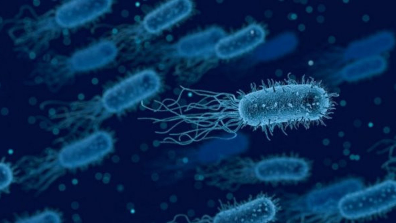 İngiltere'de bakteri, 12 kişiyi öldürdü!