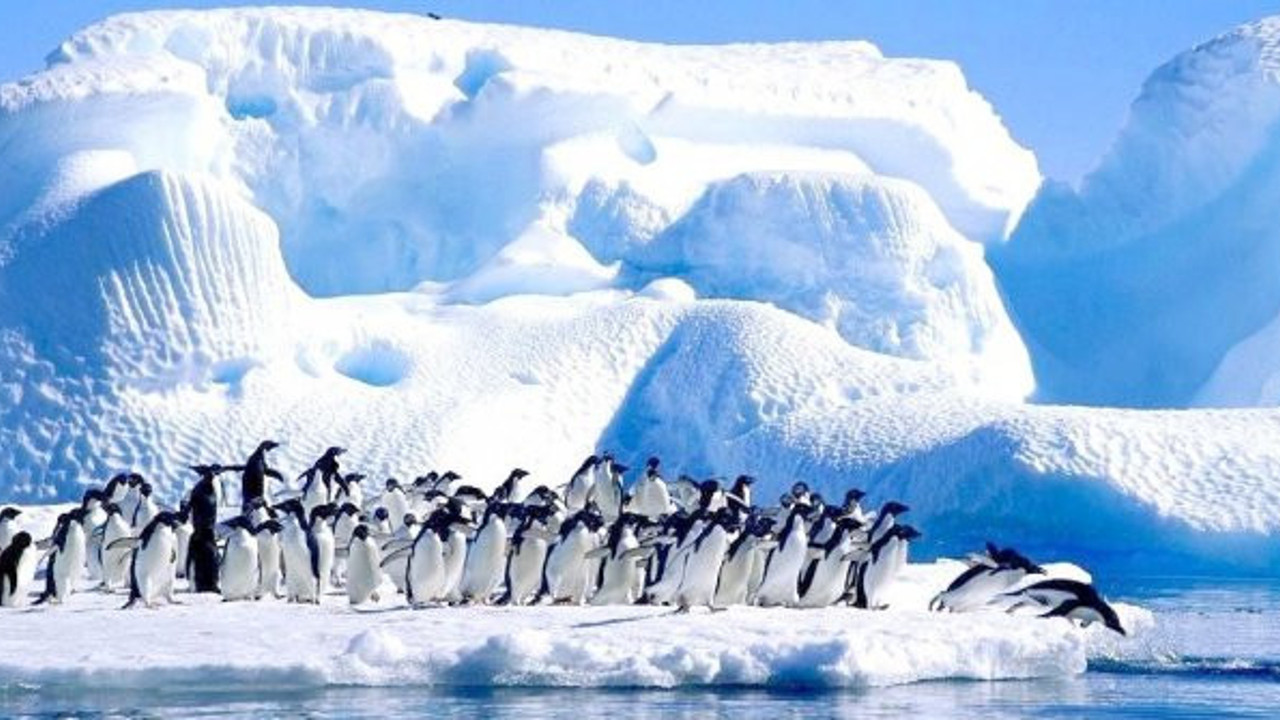 Antarktika'da yeni bir bakteri türü keşfedildi