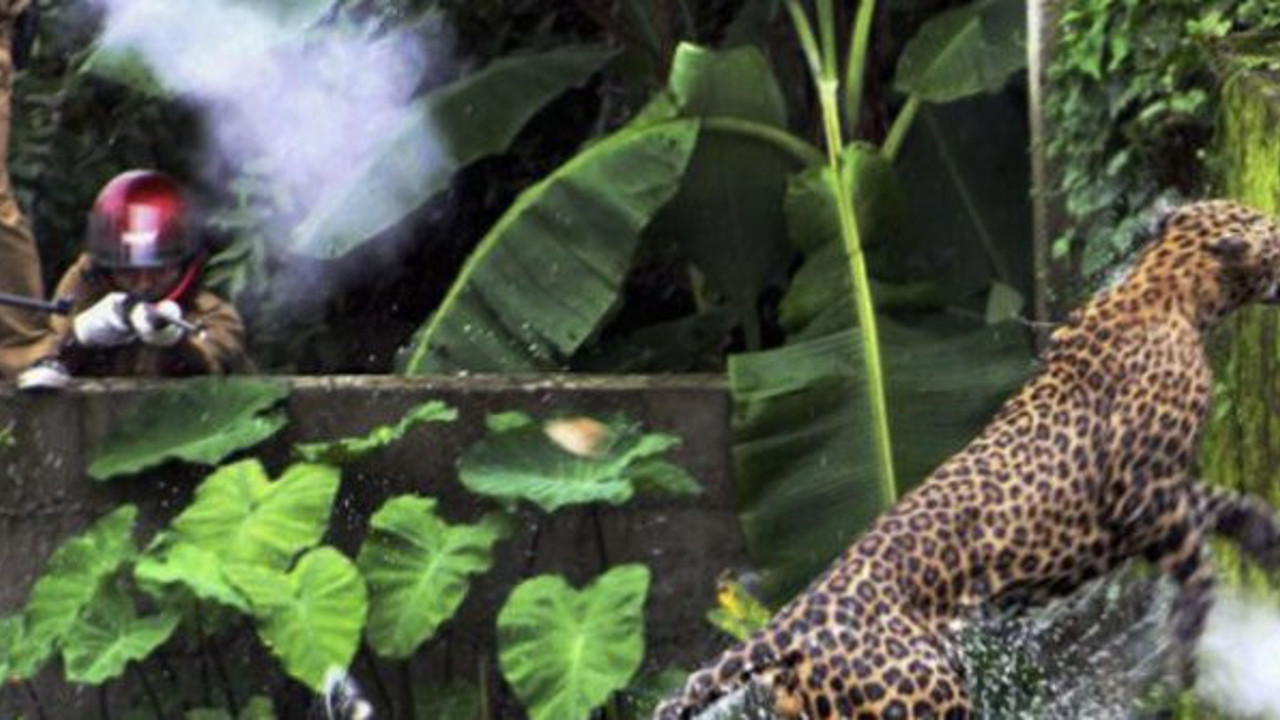 Hindistan'da leopar otel çalışanını öldürdü