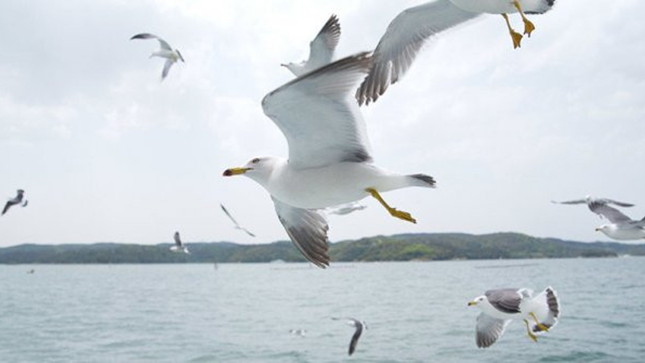 Avustralya'da martılar antibiyotiğe dirençli bakteri taşıyor