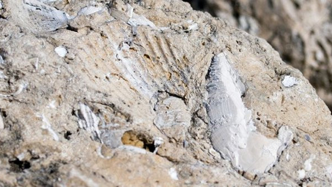 Sivas'ta bulunan fosiller dünya tarihine ışık tutacak