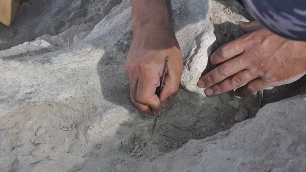 Milyonlarca yıllık fosiller gün yüzüne çıkıyor