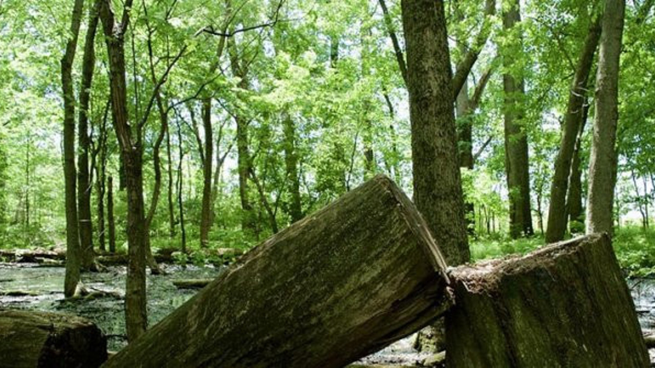 TSK hatıra ormanı imara açılıyor iddiası!