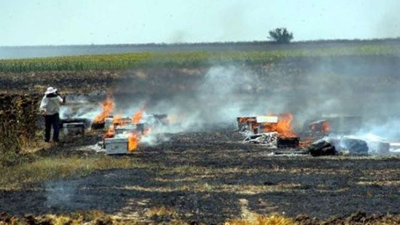 Tekirdağ'daki yangında 10 bin arı telef oldu!