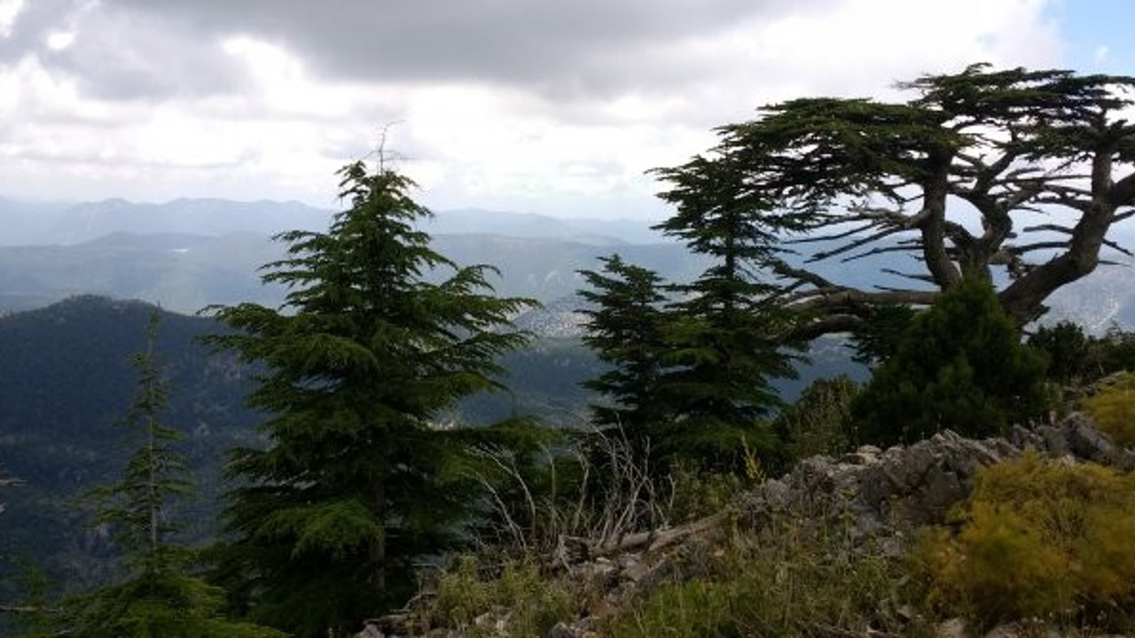 Mermer ocağı için sedir ağaçlarını kesecekler