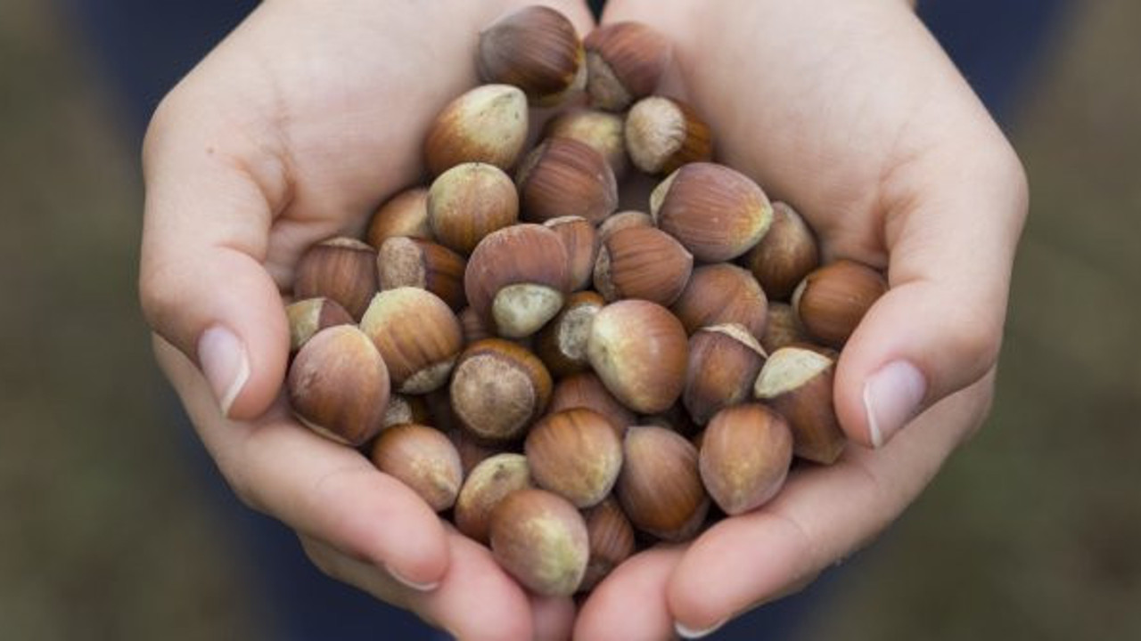 Anne adaylarına fındık tavsiyesi