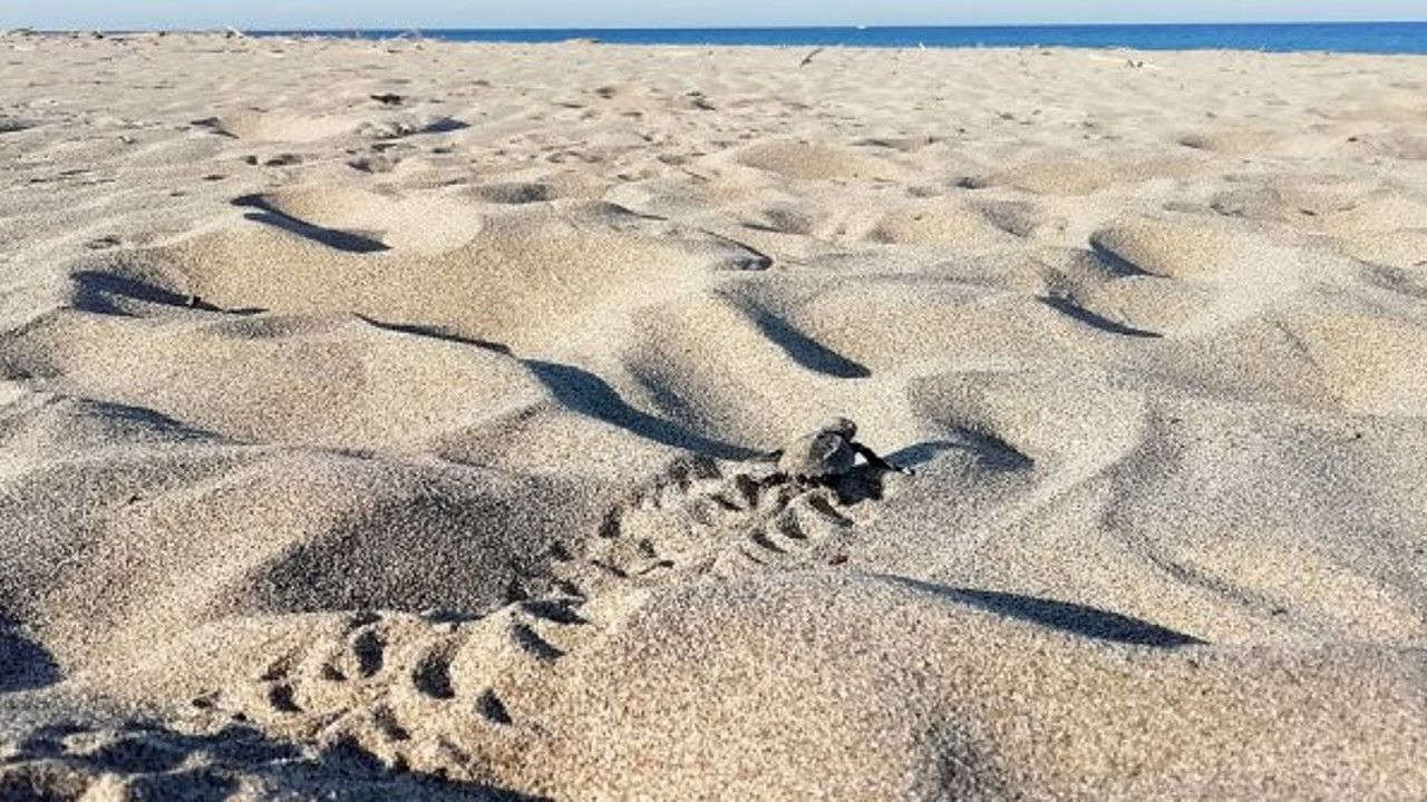 Patara kumsalı carettalara da ev sahipliği yapıyor