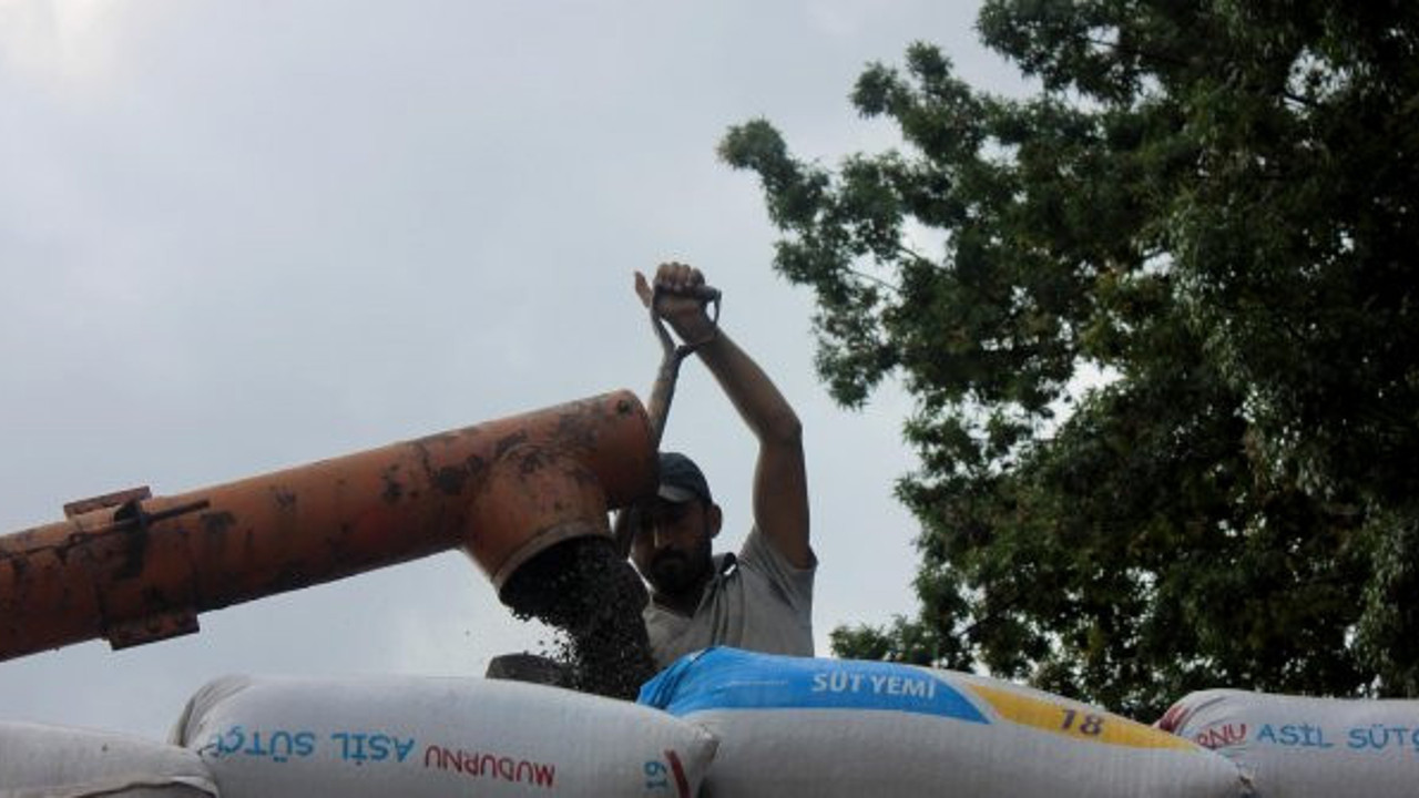 Ayçiçeği üreticileri isyan etti