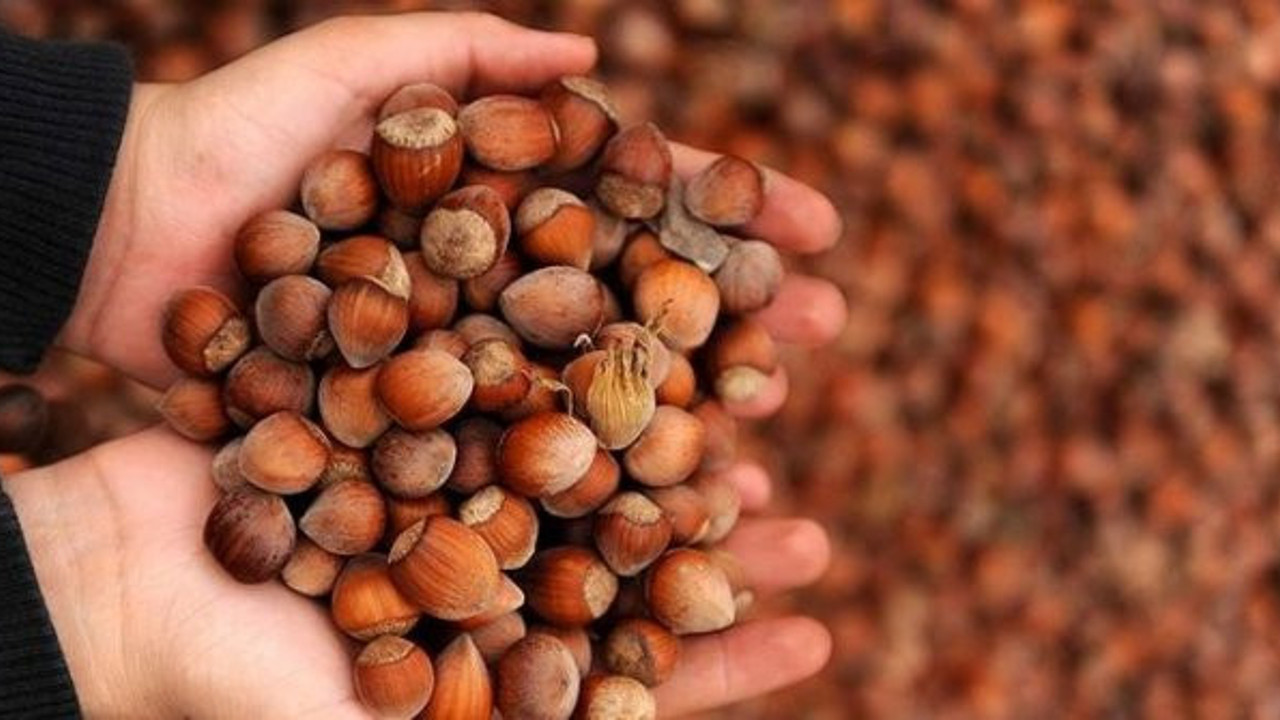 FİSKOBİRLİK TMO adına fındık alımına başlıyor