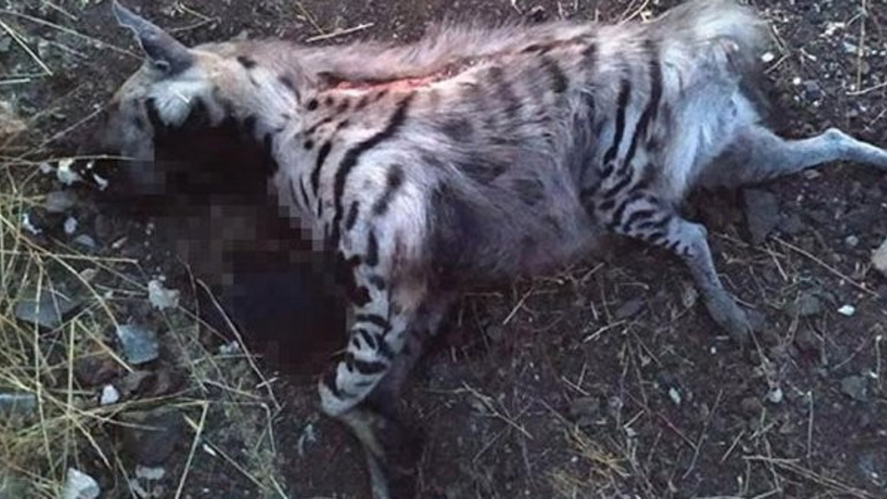 Nesli tükenmek üzereydi...