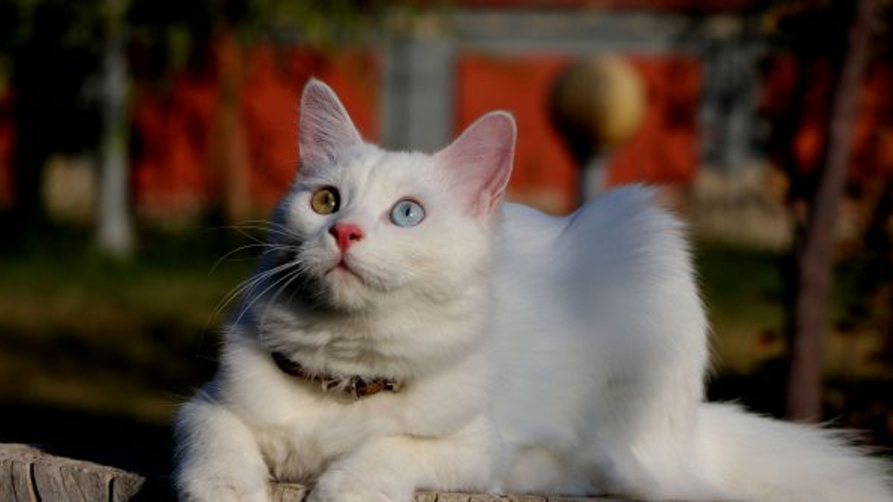 Van kedileri, uluslararası güzellik yarışmasına götürülecek