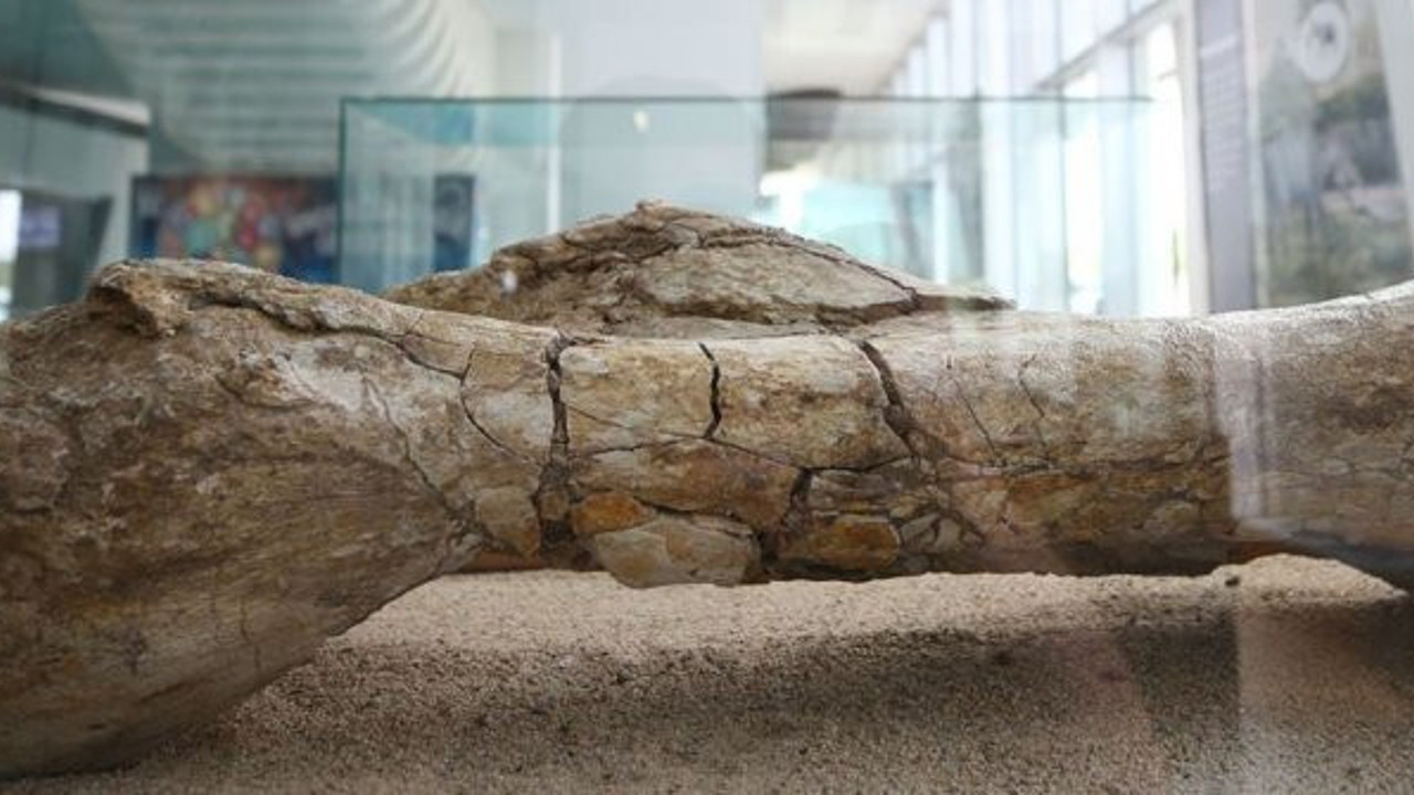 Kayseri'de at, zürafa ve gergedan fosilleri bulundu