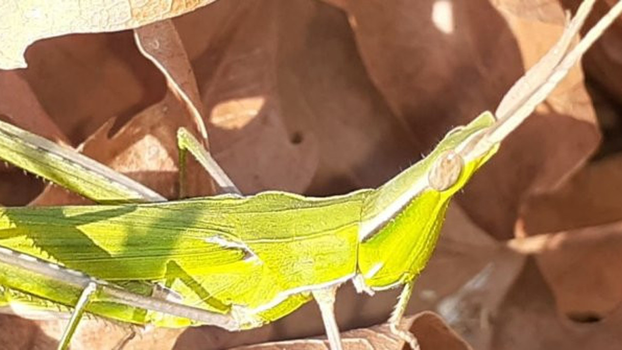 Kazdağları'nda 'koni başlı çekirge' bulundu