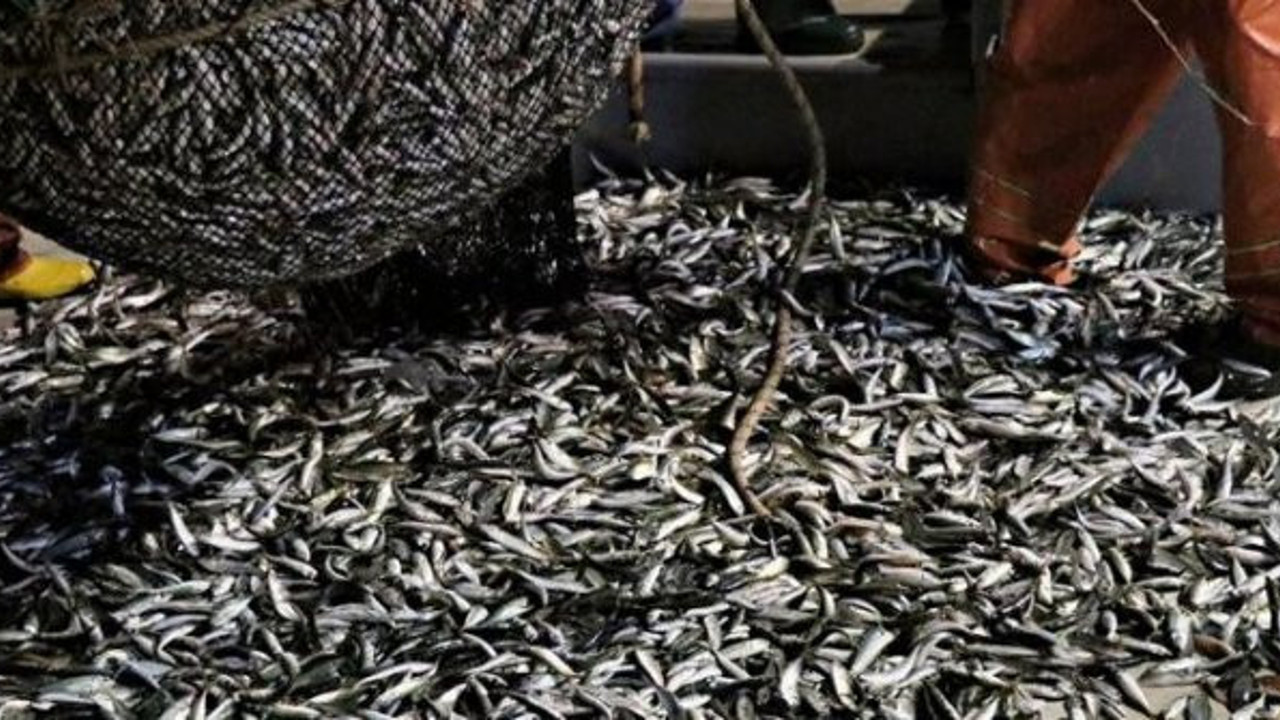 Balıkların yüzde 44'ünde mikroplastik tehlikesi