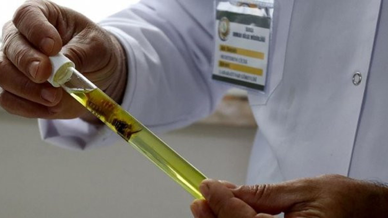 Kestanede milyonlarca dolar zarar böyle önlenecek