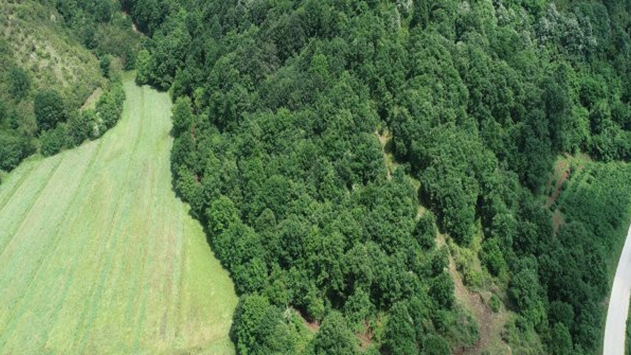 Kandıra'da 34 bin 500 ağaç kesilebilir!