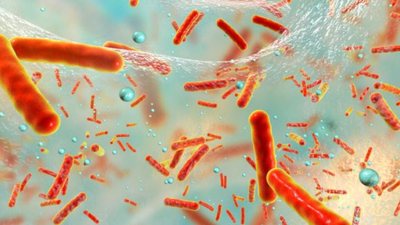 Bu bakteri pet ve naylonu parçalayabiliyor!