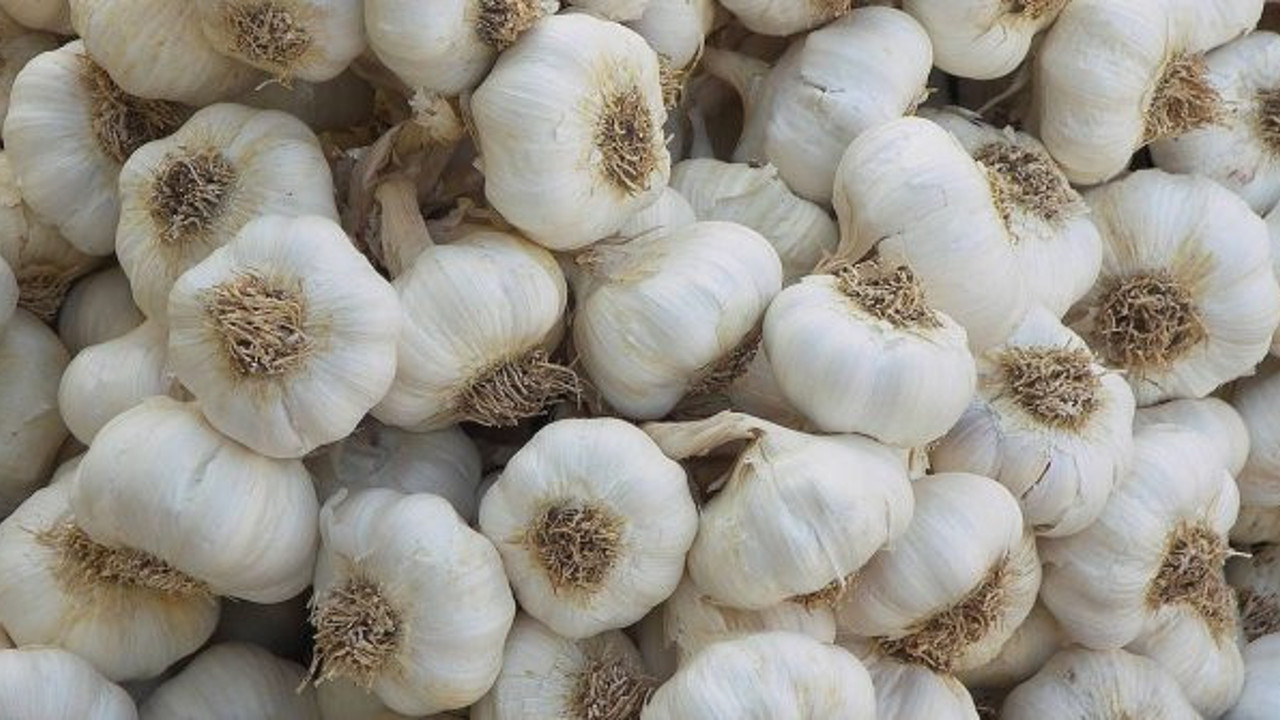 Sarımsak Sudan'dan gelecek!