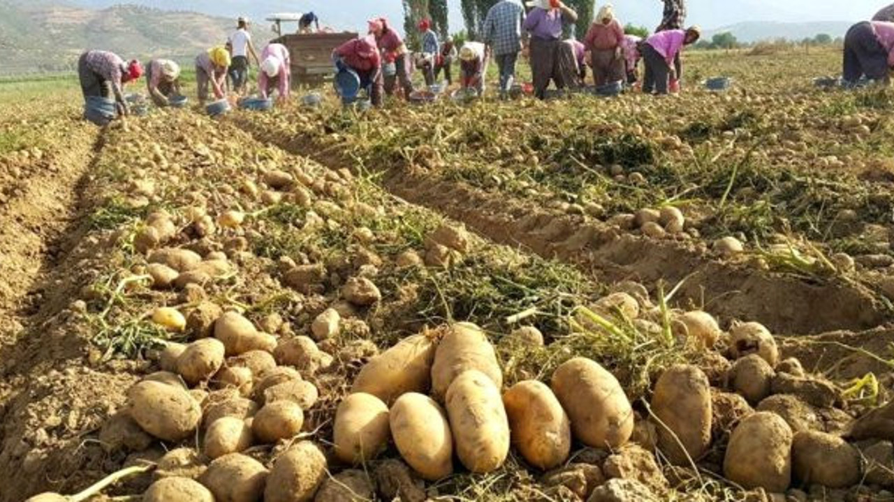 Erdoğan terörist ilan etmişti: Patates üreticisi zor durumda!