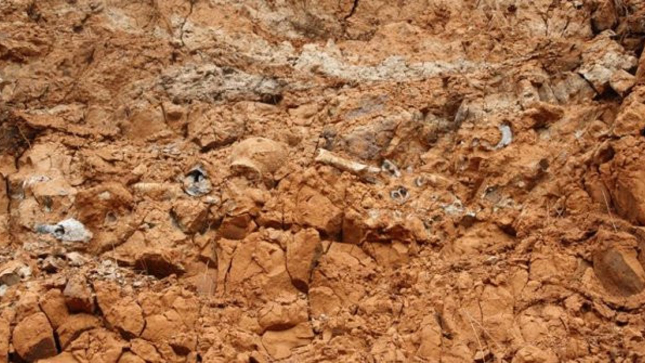 Aralarında gergedan ve mamutta var! Denizli'de bulundu