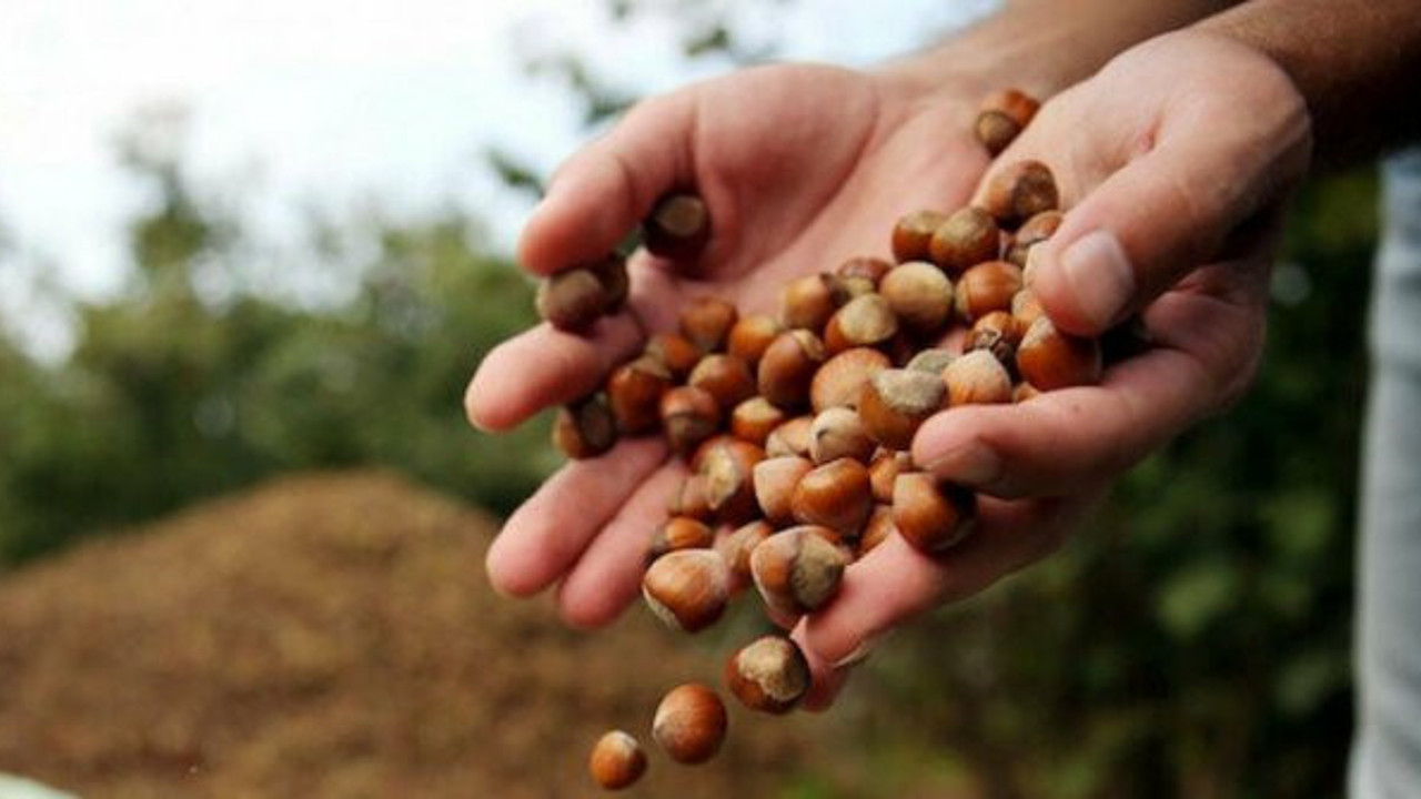 Fındık ihracatında rekor