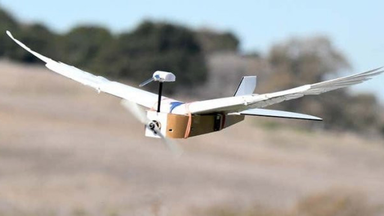 Gerçek güvercin tüyleriyle donatılmış robot tasarlandı