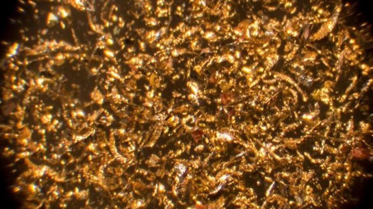 Bakterilerle yüzde 99 saflığında altın üretildi!