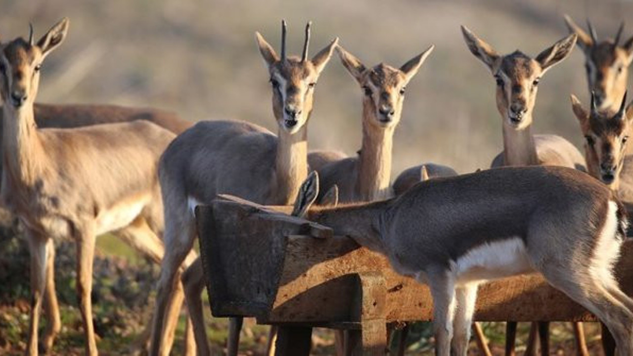 Nesli tükenmek üzereydi: popülasyonunda artış