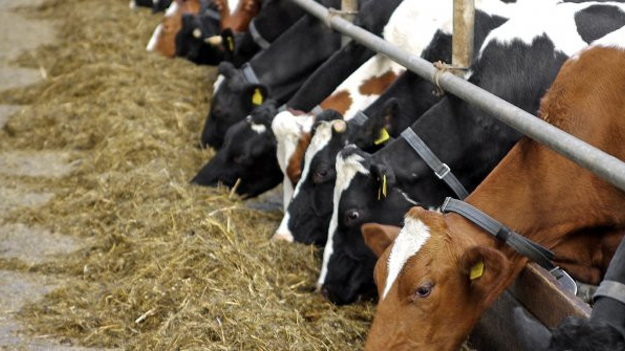 Besicinin derdi büyüyor: "İthalata mecbur kalabiliriz"