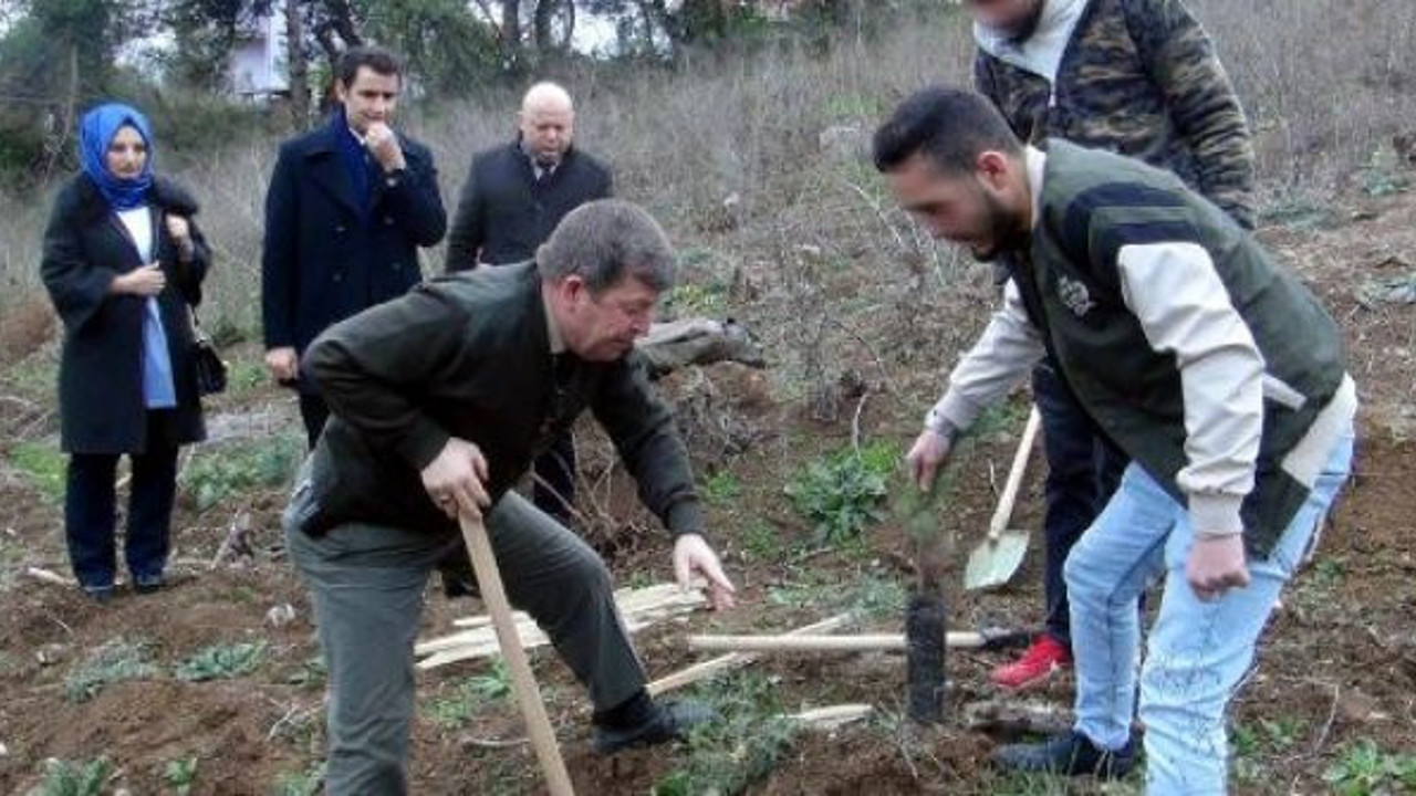 Ağaç dikip cezadan kurtuldular
