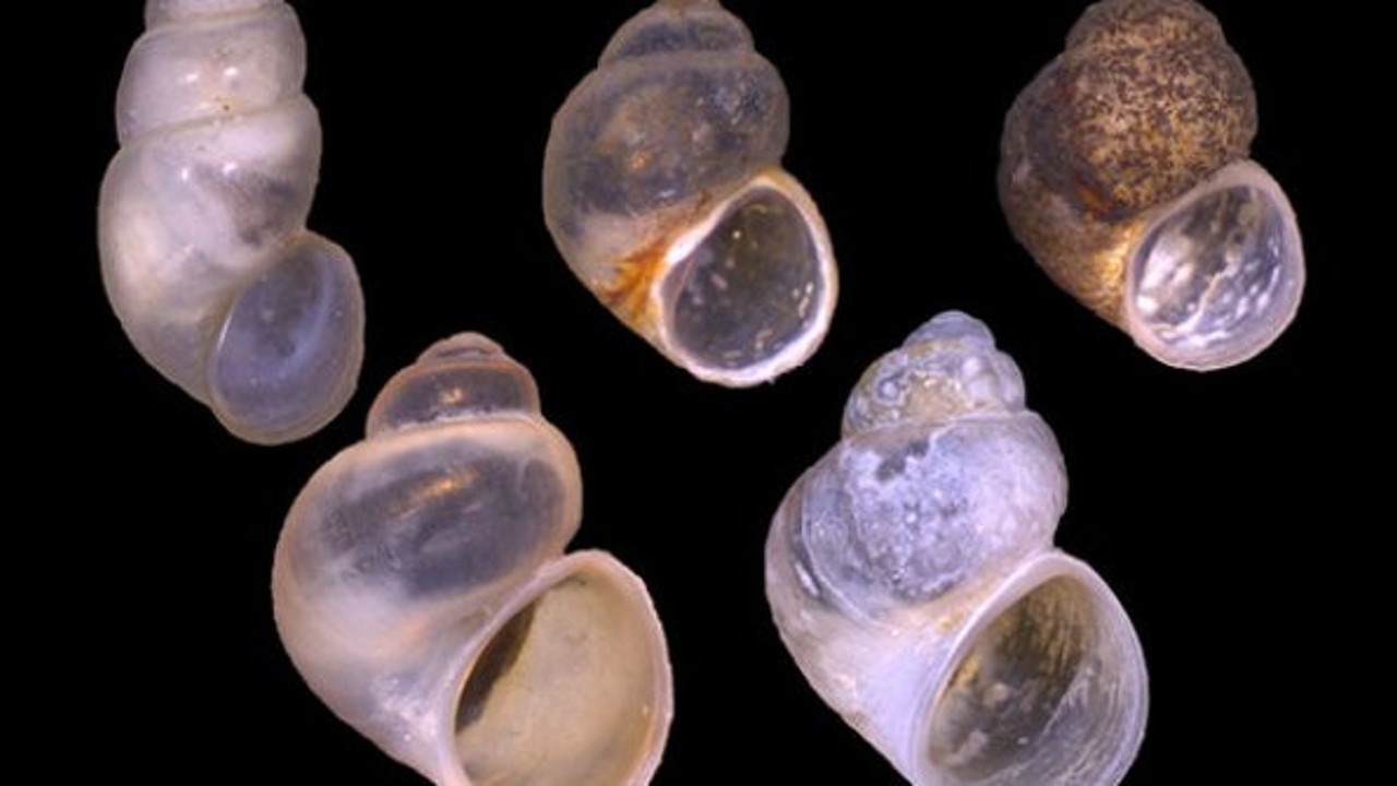 Gökçeada’da 4 yeni sucul salyangoz türü keşfedildi