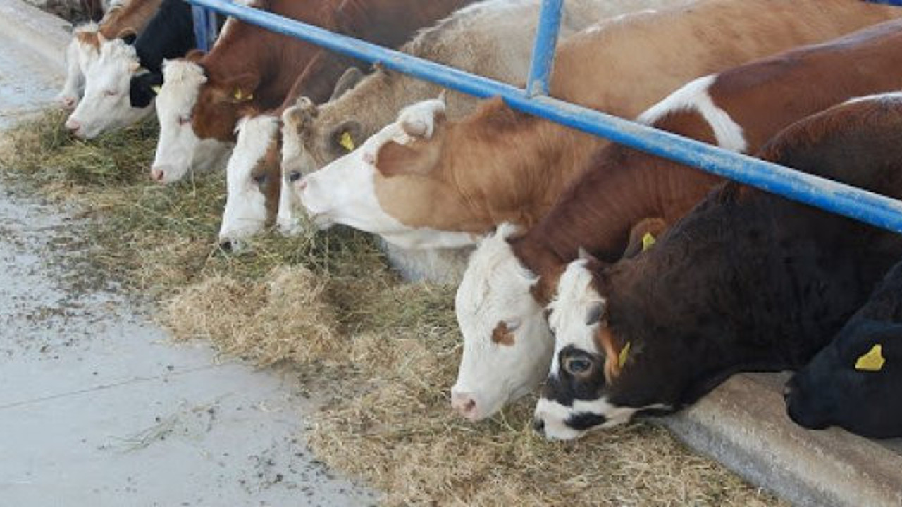 Şarbon, hayvan pazarını kapattırdı